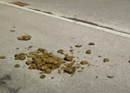 Symbolbild zur Meldung "Pferde Geh-Radweg"